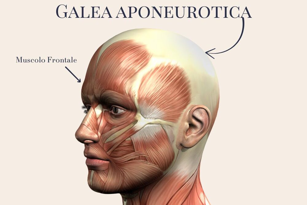 Immagine anatomica che rappresenta i muscoli del viso e la galea aponeurotica